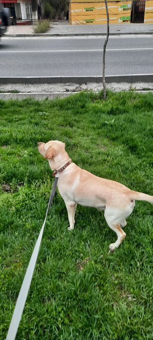 Вязка Лабладор Ретривер