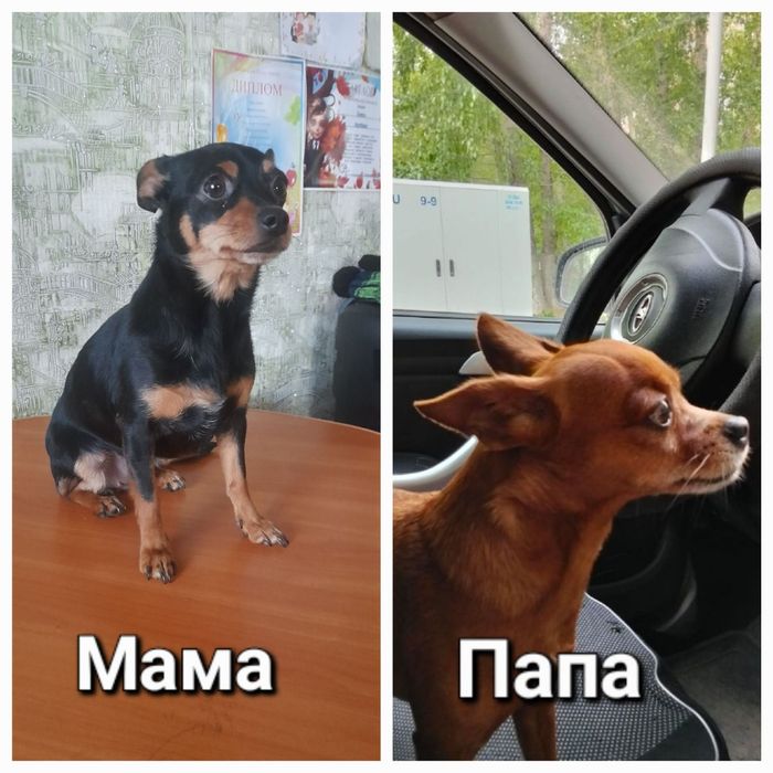 Щенок Той терьера