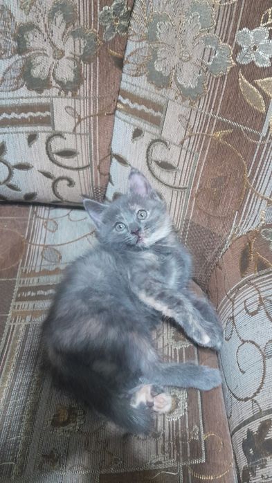 Отдам котенка в добрые руки