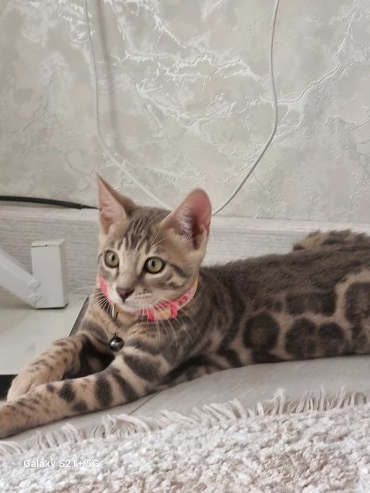 Mushuk bengalskiy