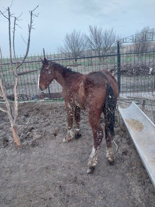 3 бас бордақы сатылады.