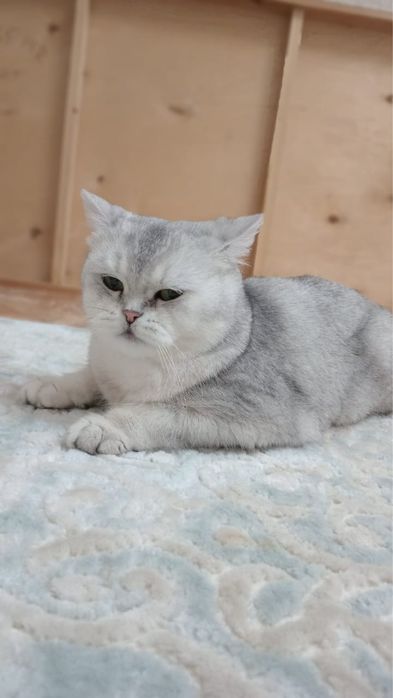 Шотландский кошка