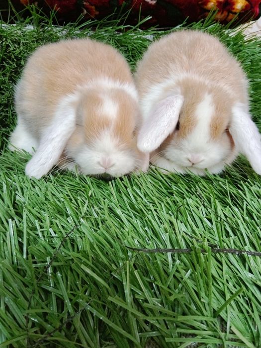 Карлик баран куйончалар сотилади 1ойлик