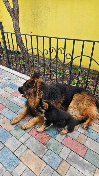 Чистокровные маленькие щенки