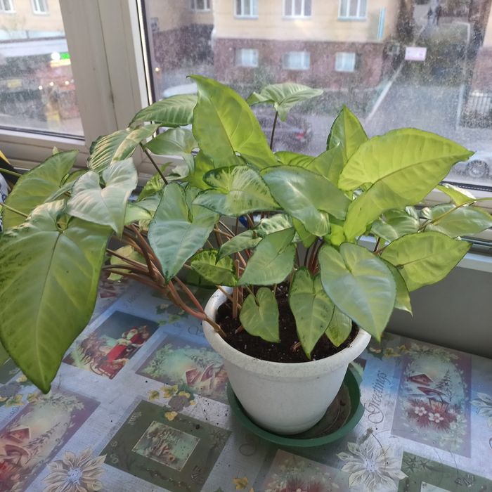 Продам комнатное растение- сигнониум