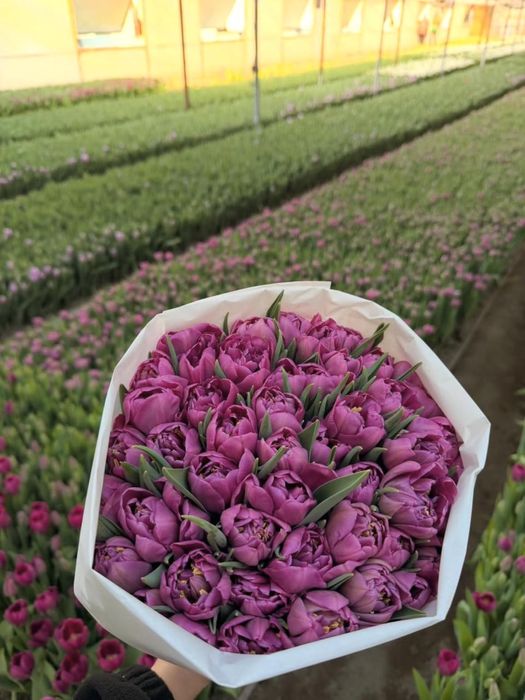 Тюльпаны оптом и в розницу!