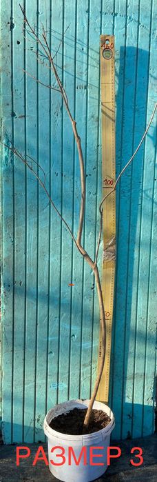 Нарове – селекция от много сортове с различни характеристики, дръвчета