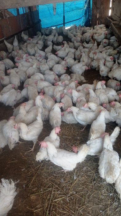 Продам курей лигиорон