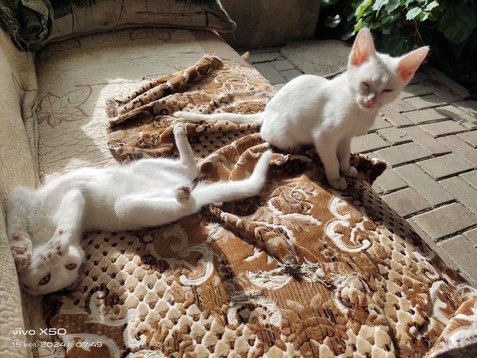 Отдам котят 4 месячных