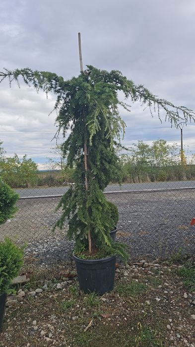 Cedru pendulare- artar japonez- magnoli glandiflora- photinia redrobin