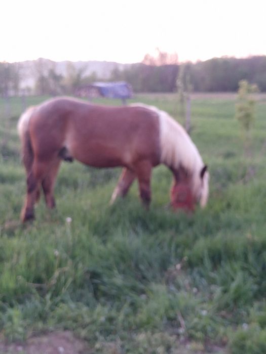 Vand armăsar mânz!