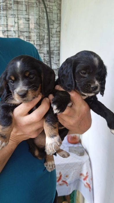 Продам элитных щенков чисто породистых спаниэлий