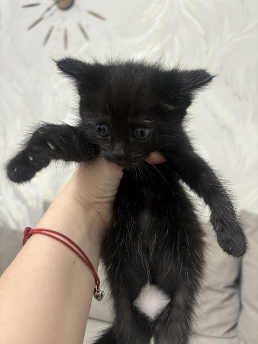 Котята и кошки в Алматы