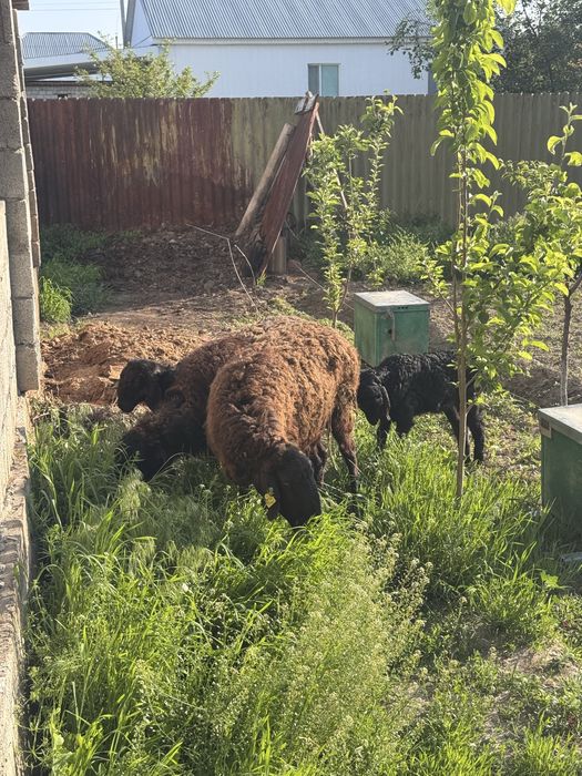 Козылы кой сатылады