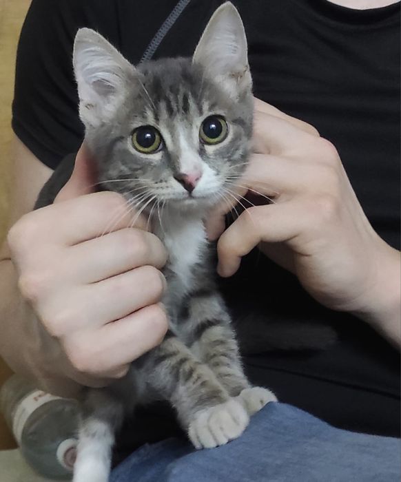 Котенок в хорошие руки