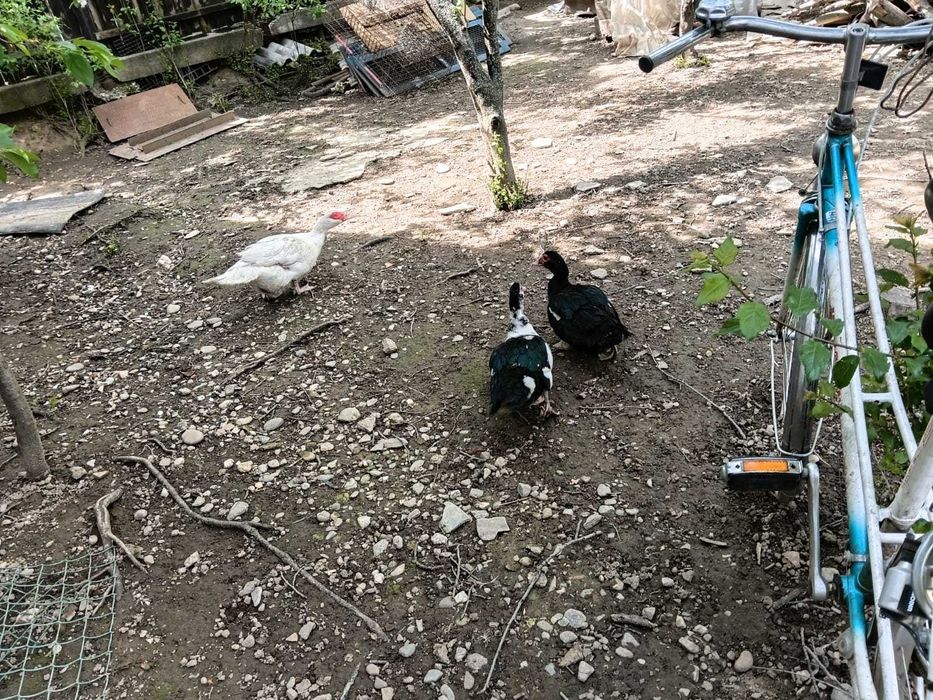 Rate lesesti boboci gasca si rata leseasca