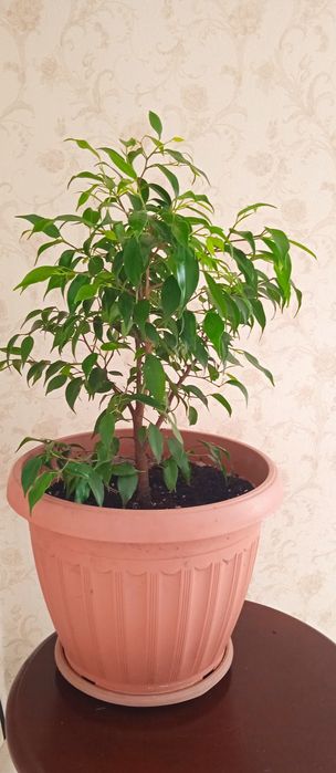 Продам комнатные цветы