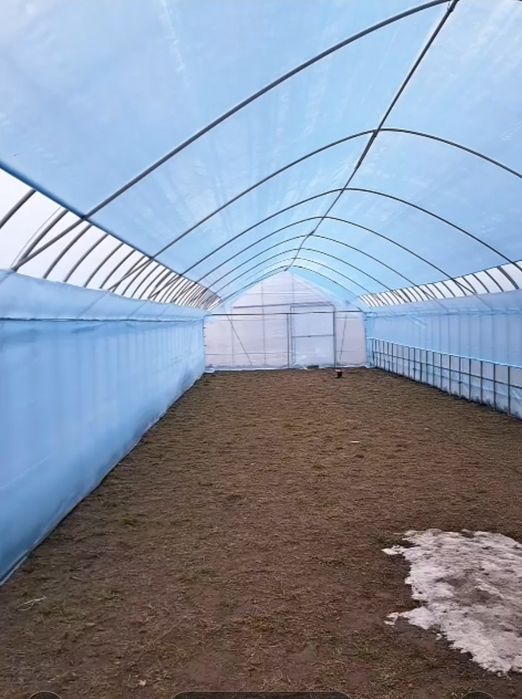 Теплица Карейская ацынкованый