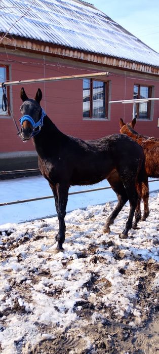 Продам жеребёнка кабылку