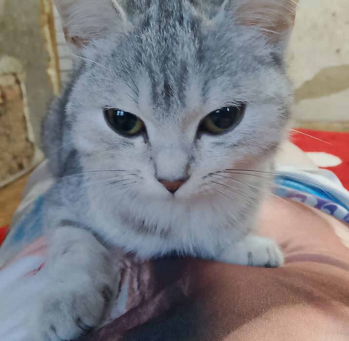 Отдам котят в добрые руки