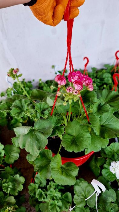 Muscate curgătoare, englezesti, caliope