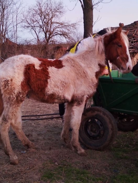 Продавам конче на 1г и 3 м