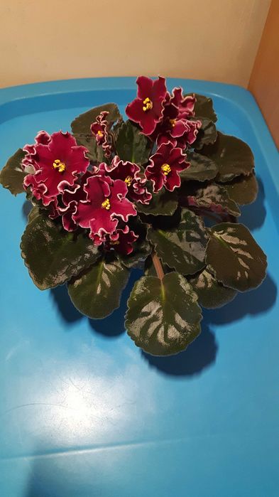 Сортовая фиалка Lion's Red Rocket