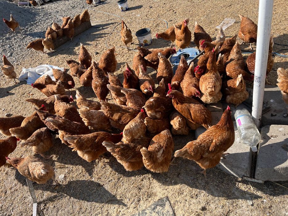 Vand gaini puicute 200buc