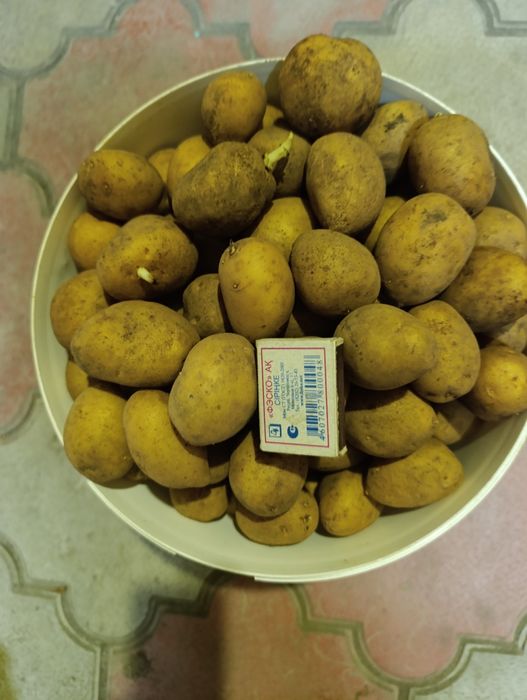 Продам картошку семенную