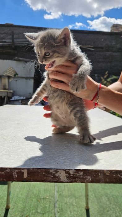 Отдам котят курильский бобтейл