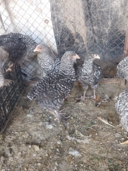 Продам куры домашние