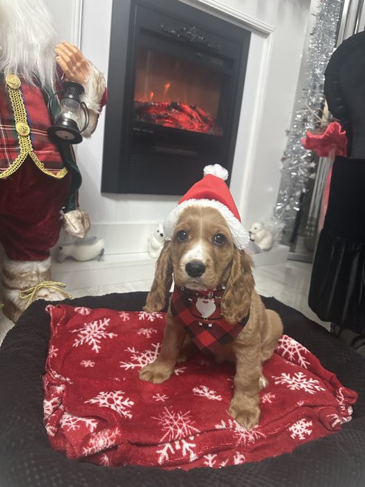 De vânzare Cocker Spaniel – 2 luni