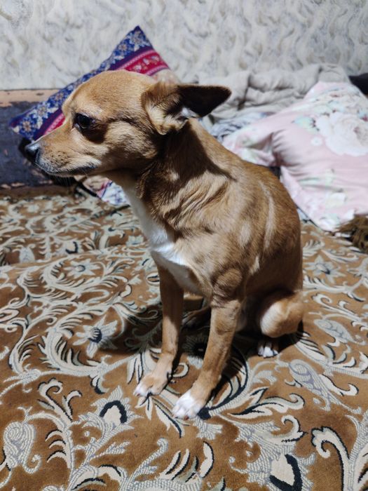 Собака той-терьер