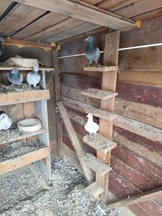 Porumbei voiajori foarte buni