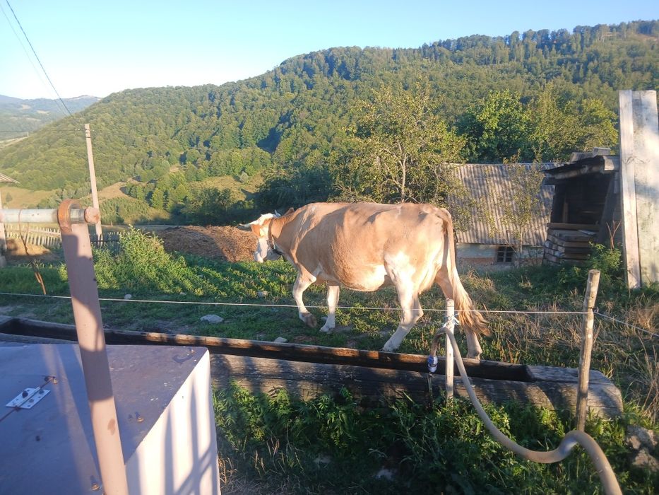 Vaci  de vînzare.