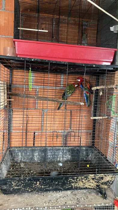 Vand custi de papagali