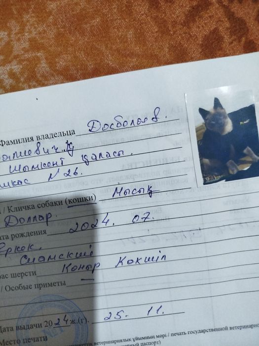 Сиамский мысық DOLLOR