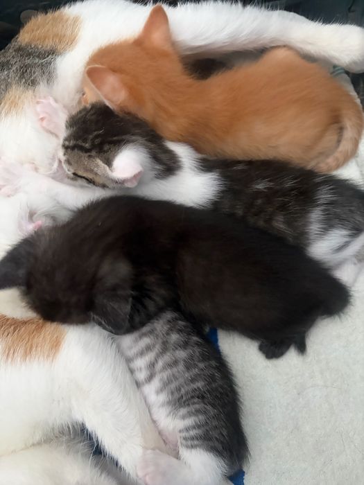 Отдам котят бесплатно