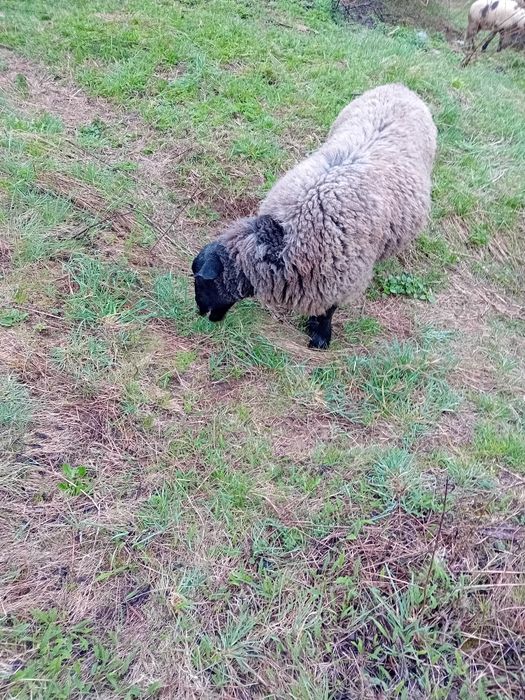 Vand oi Sulfok 8bucati