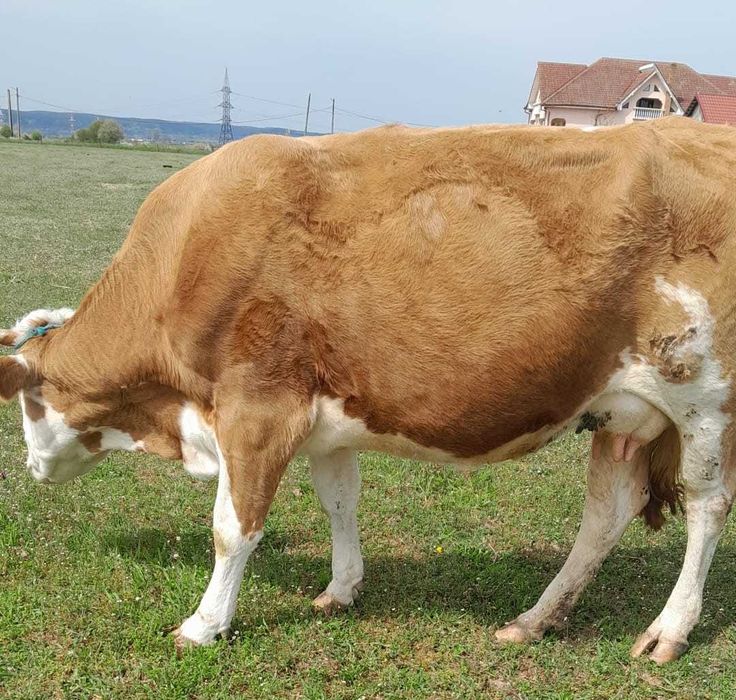 Vand Vaca Baltata Romaneasca cu vitea de 2 luni jumatate