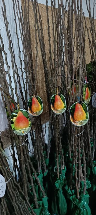 Vând laur englezesc 70-90 cm., trandafiri copac, pomii fructiferi etc., telefon 07539696477