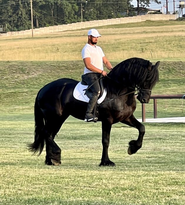 Armăsar Friesian Top Frizian