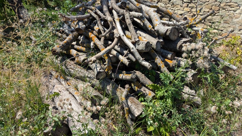 Орехово дърво 7 м + клони – с. Мерданя