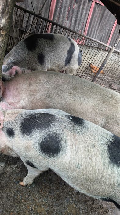 Vand Gaini / Cocosi si ce este în poze–Crescuți doar cu Cereale