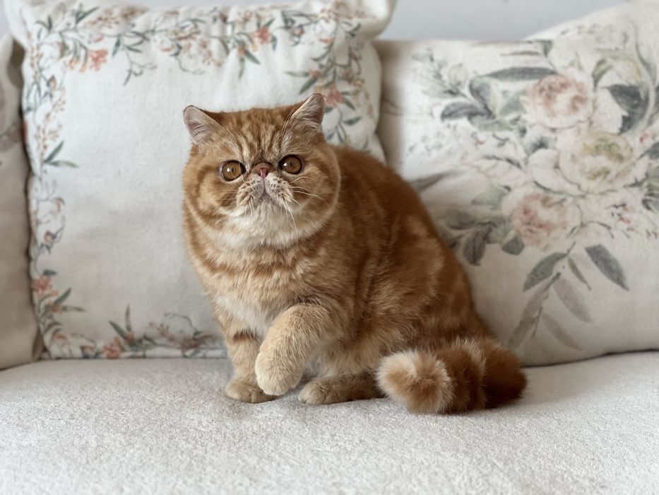 Екзотично късокосместо мъжко елитно коте