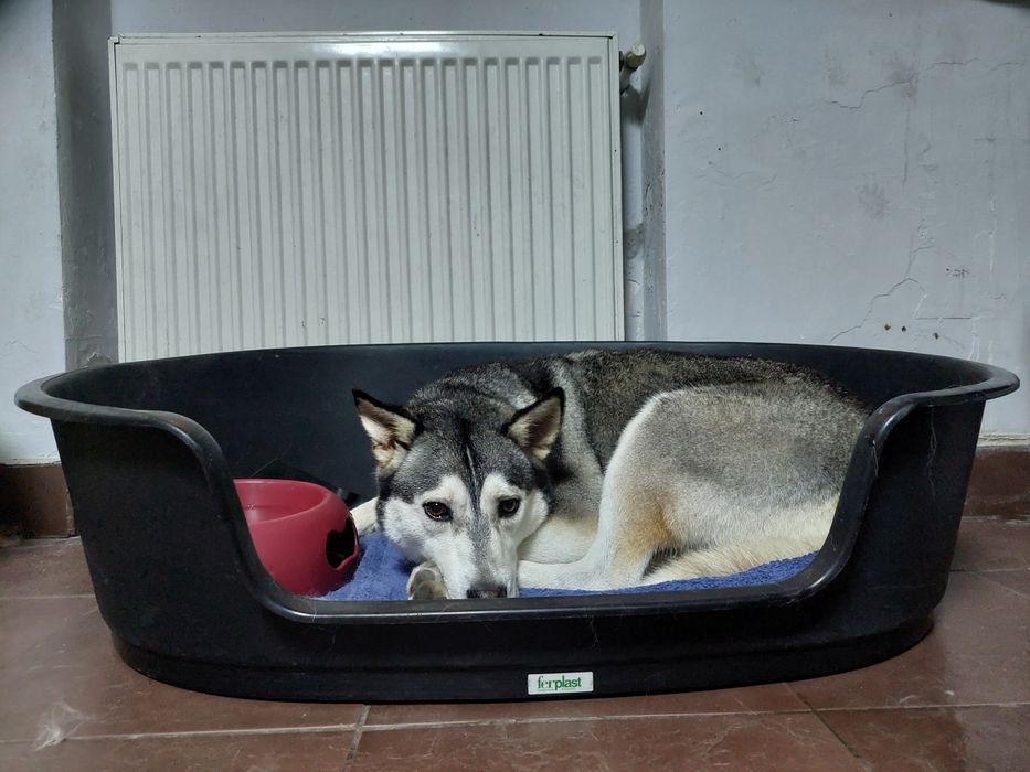 coafura canina Dog Barber