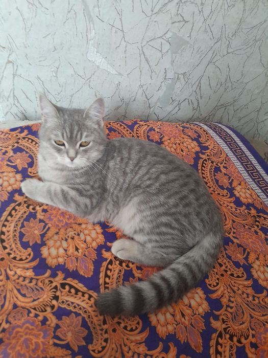 Отдам кошку девочка