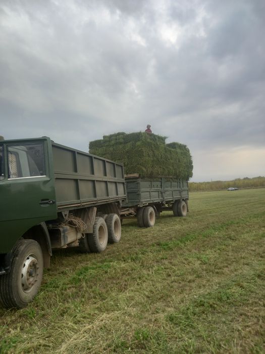 Сено шөп  клевер Жоңашқа