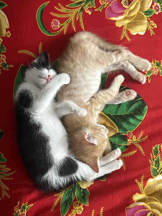 Котята в хорошое руки