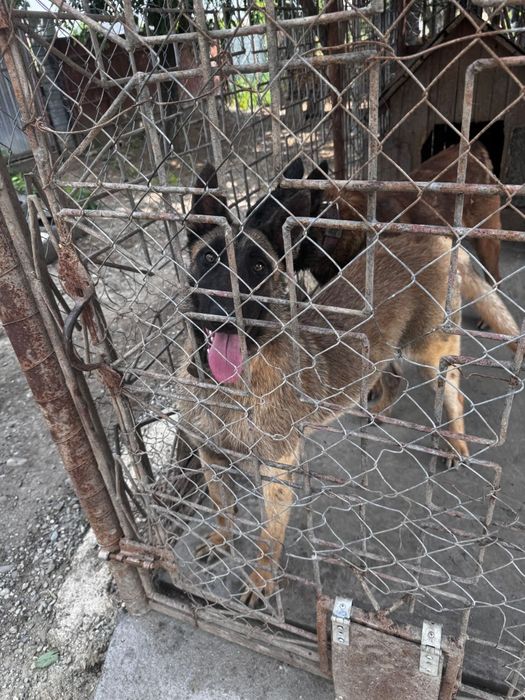 MALINOIS PREMIUM – Pui Excepțional din Linie cu Pedigree | Inteligență & Protecție de Top